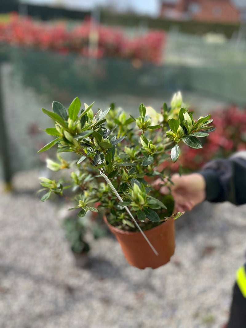 Azalea japonica Meme 1.5 Litre Pot