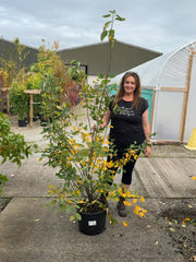Amelanchier Lamarckii 20 Litre Pot 125/150cm Tall