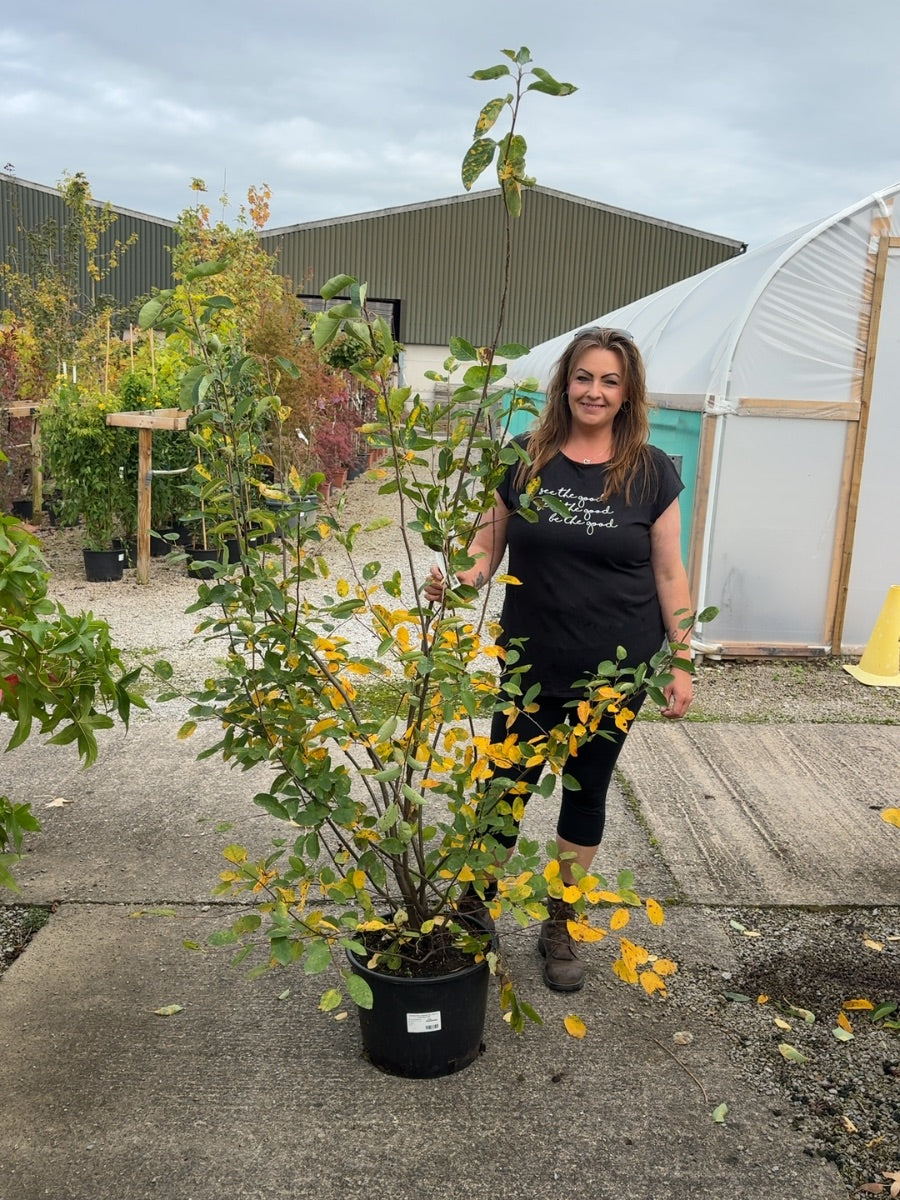 Amelanchier Lamarckii 20 Litre Pot 125/150cm Tall