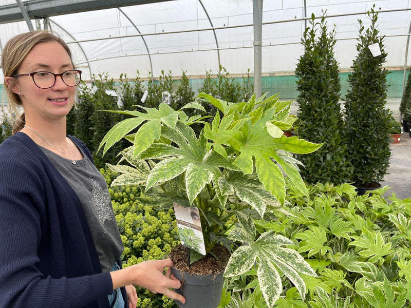 Fatsia Japonica Spider Web 5L Pot