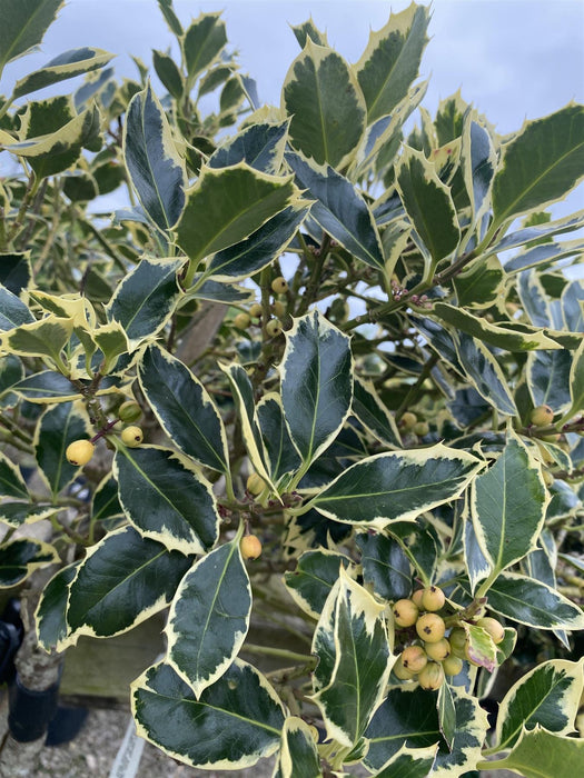Ilex A. Argentea Marginata 25 Litre Pot 1/2 Standard