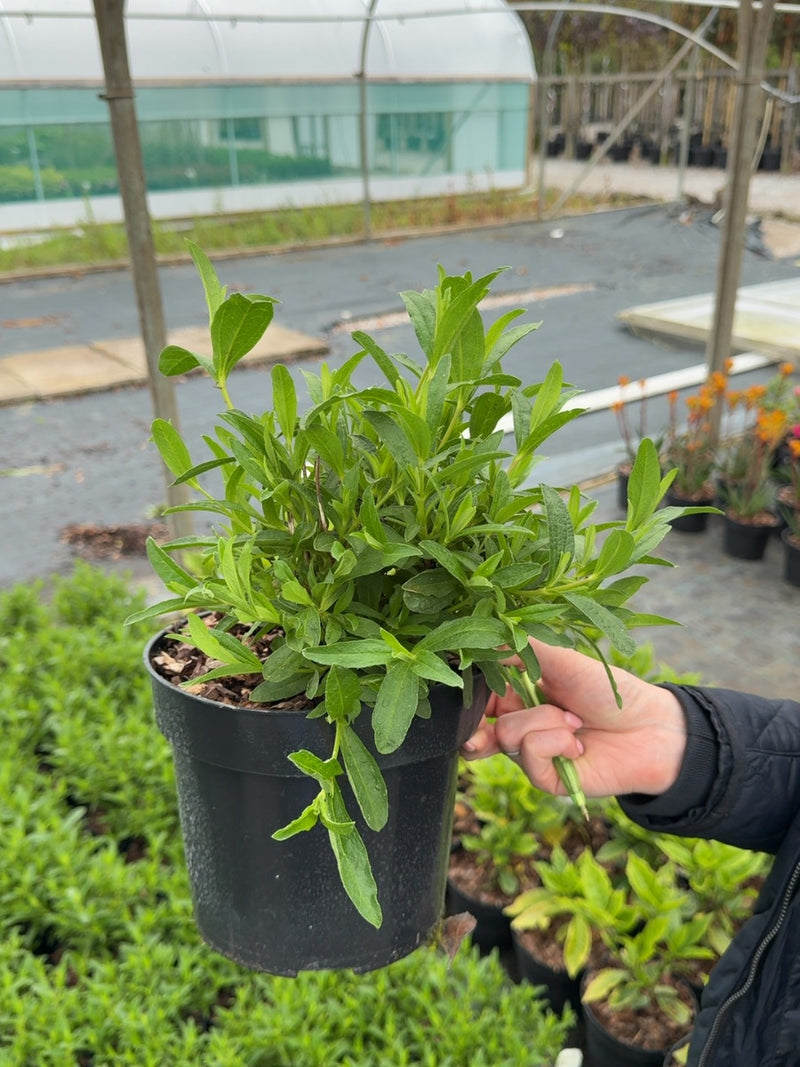 Cistus decumbens - Trailing Rock Rose