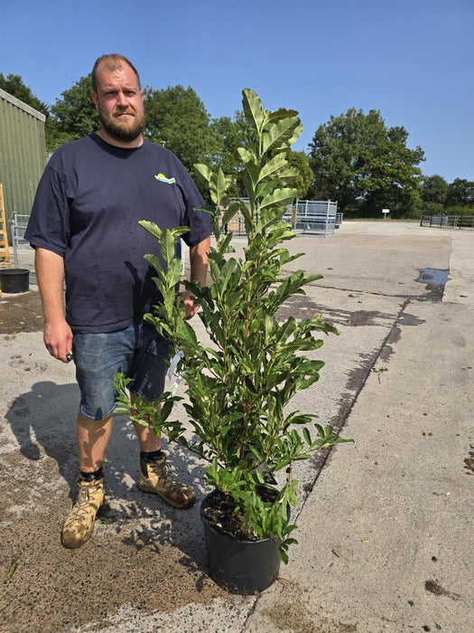 Magnolia Stellata Royal Star 20 Litre Pot 100/125cm