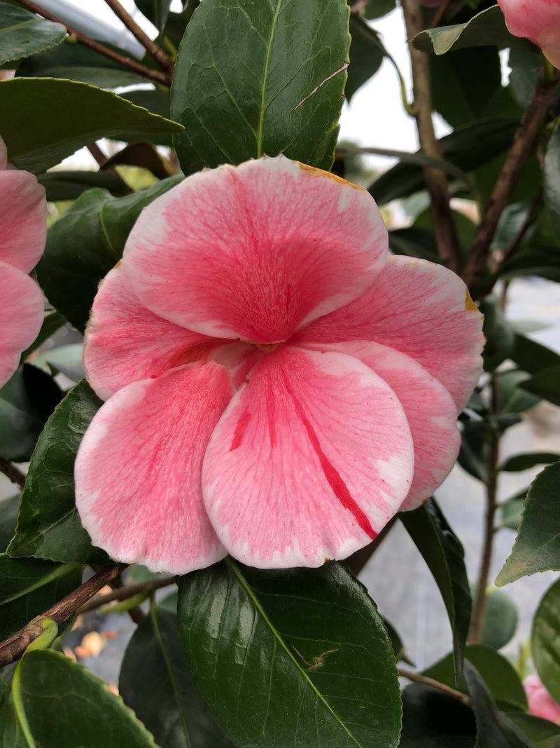 Camellia Jap. Prof. Fillippo Parlatore 18 Litre Pot
