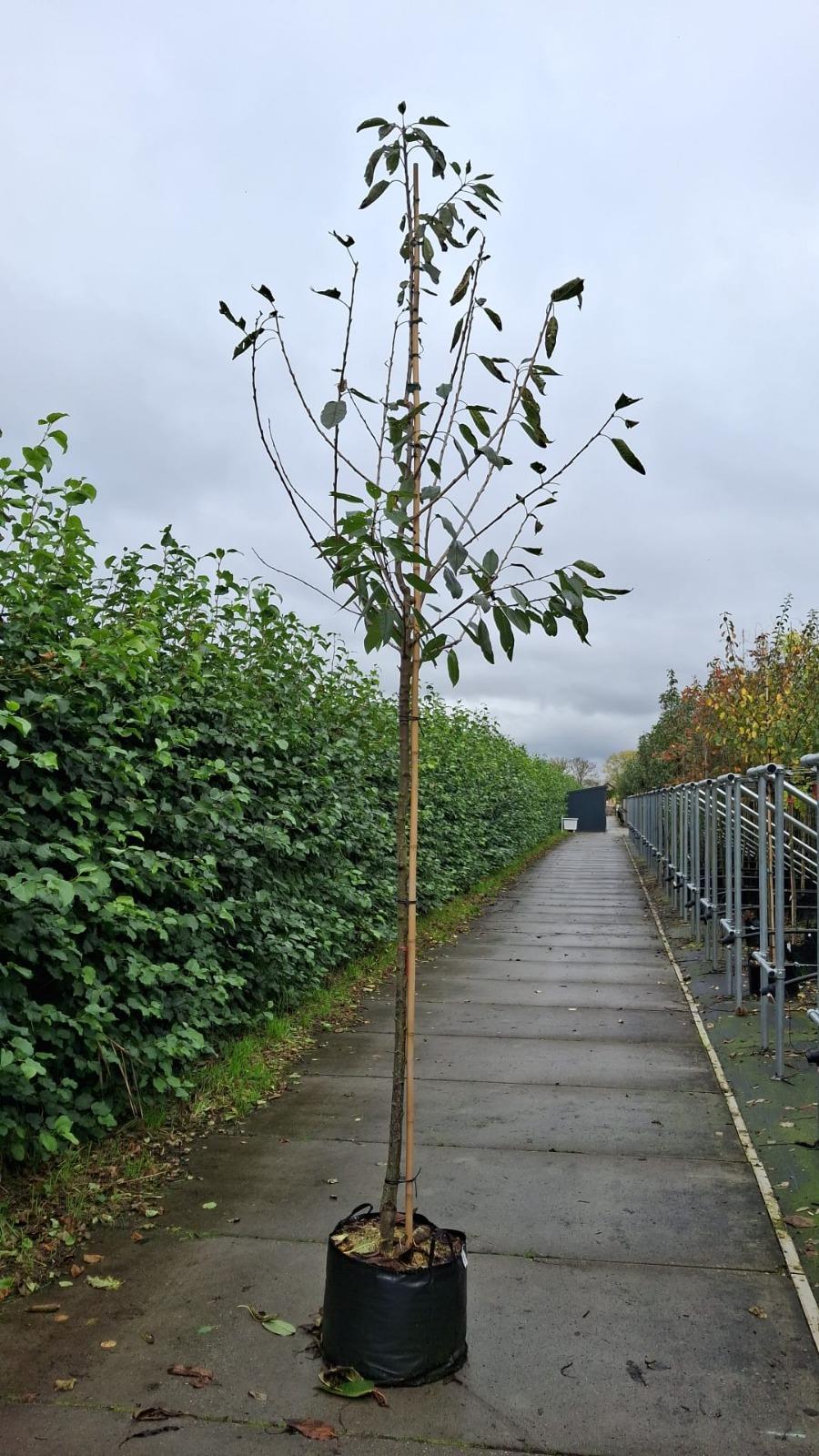 Cherry Sunburst 10/12cm Girth Pot Grown Delivery From November Onwards