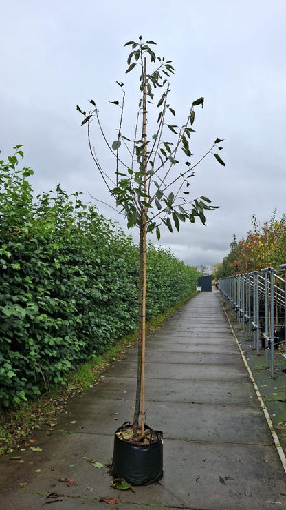 Cherry Sunburst 10/12cm Girth Pot Grown Delivery From November Onwards