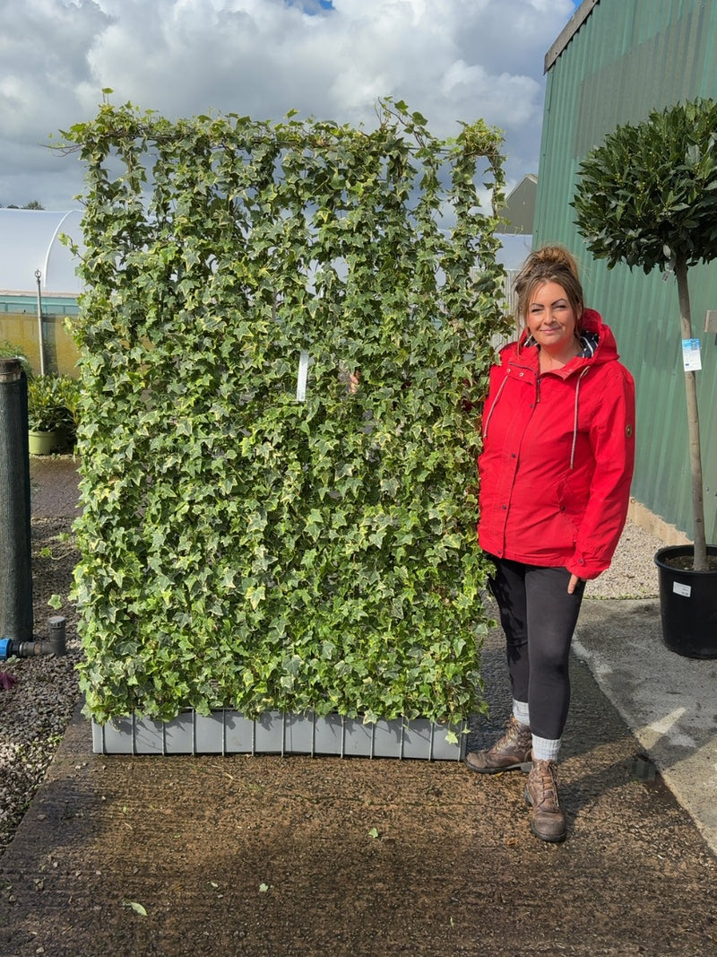 Hedera Helix Goldchild Instant Pleached Panel - Partition 180cm Tall x 120cm Wide