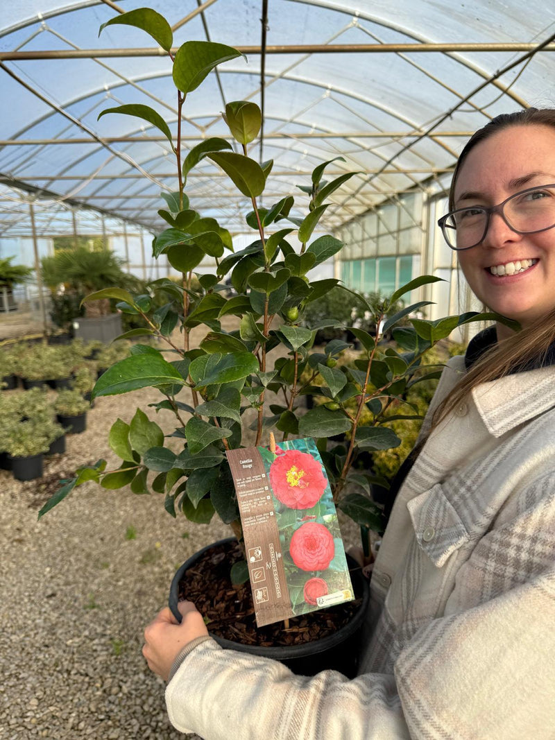 Camellia Japonica Blood Of China 7.5 Litre Pot