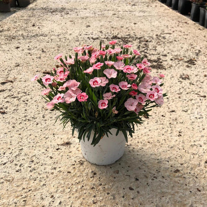 Dianthus Peach Party 14cm Pot