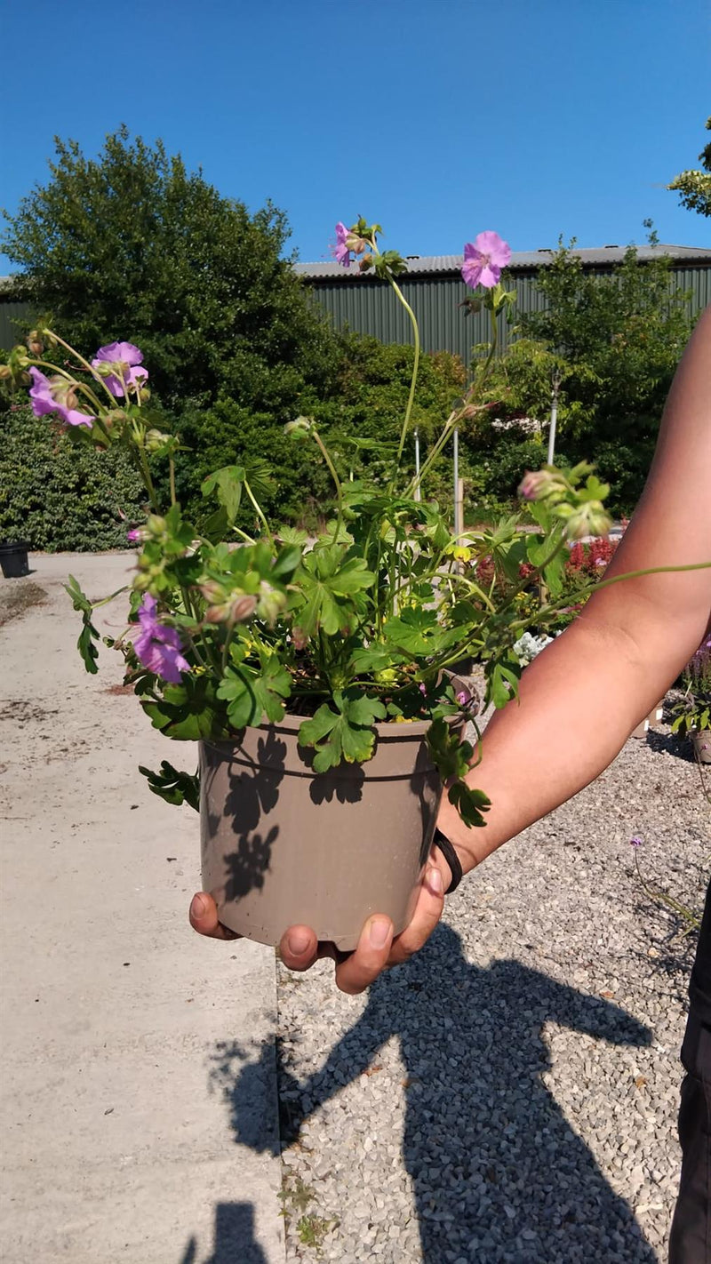 Geranium Cambridge 2 Litre Pot