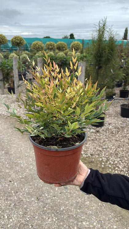 Nandina Domestica Gulf Stream 5 Litre Pot