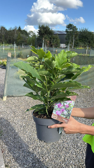 Magnolia Susan 4 Litre Pot 40/60cm