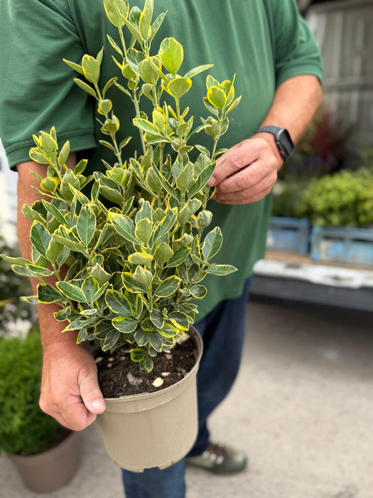 Euonymus Japonicus Marieke 5 Litre Pot