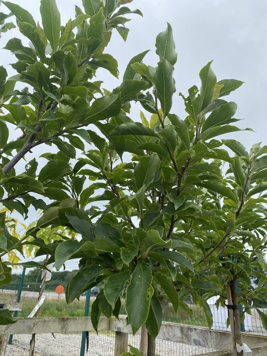 Magnolia Susan 10 Litre Pot Half Standard