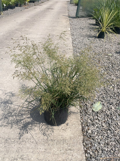Deschampsia cesp Goldtau 5 Litre Pot
