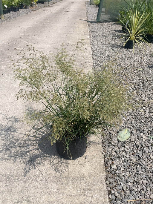 Deschampsia cesp Goldtau 5 Litre Pot