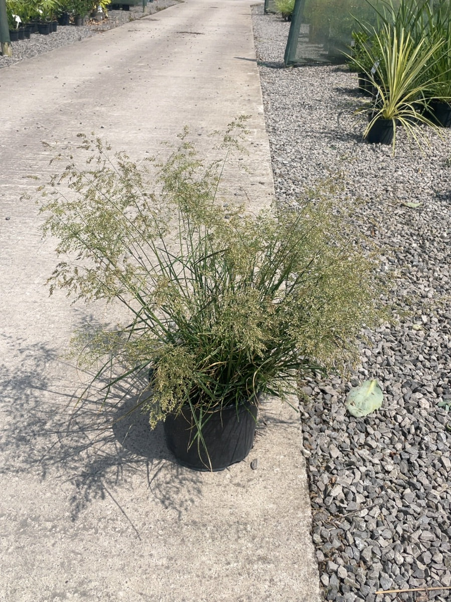 Deschampsia cesp Goldtau 5 Litre Pot