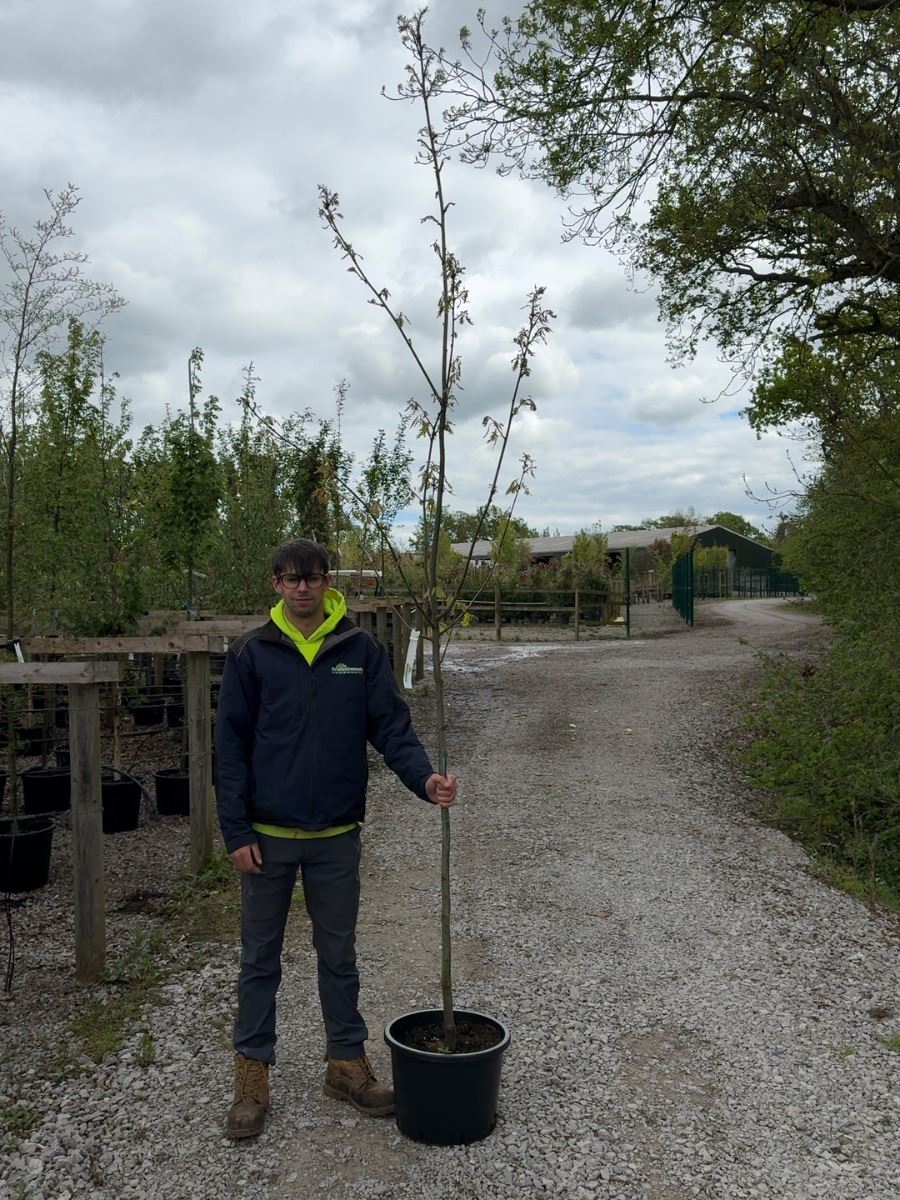 Quercus Rubra Standard 6-8cm Girth