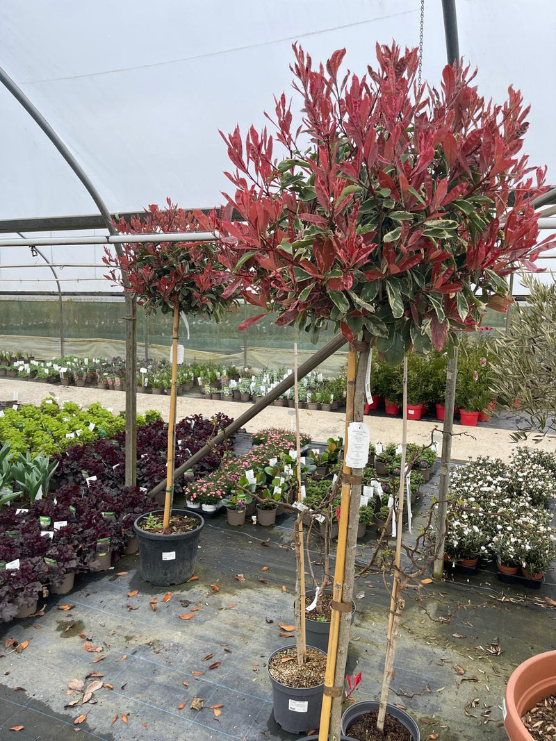 Photinia x fraseri Pink Marble 1/2 Standard 35 Litre Pot 130/140cm Stem