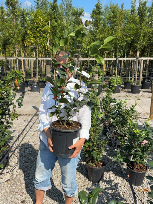 Camellia Jap. Kramers Supreme 9 Litre Pot