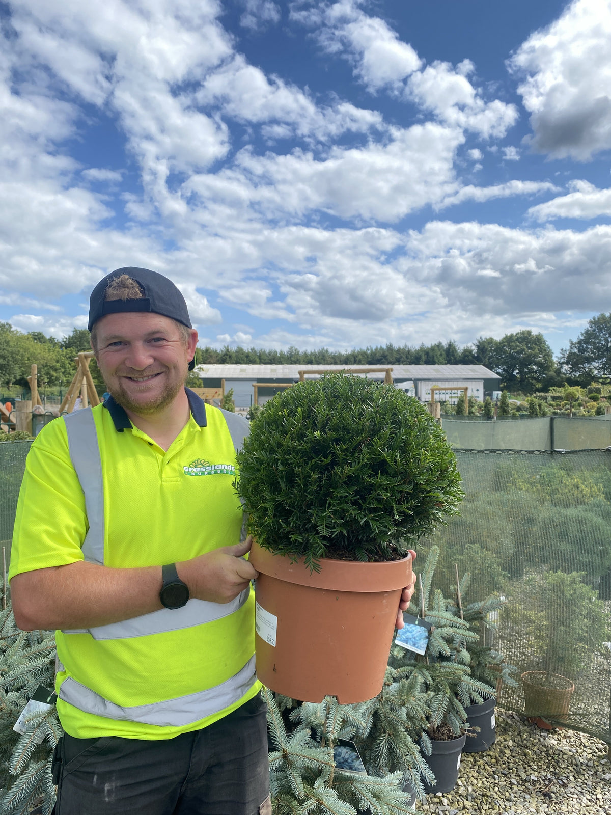 Yew Ball 10 Litre Pot 35-40cm