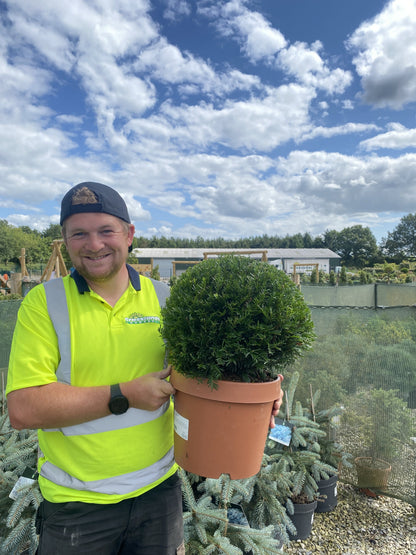 Yew Ball 10 Litre Pot 35-40cm