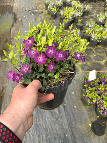 Vinca Minor Atropurpurea 2 Litre Pot