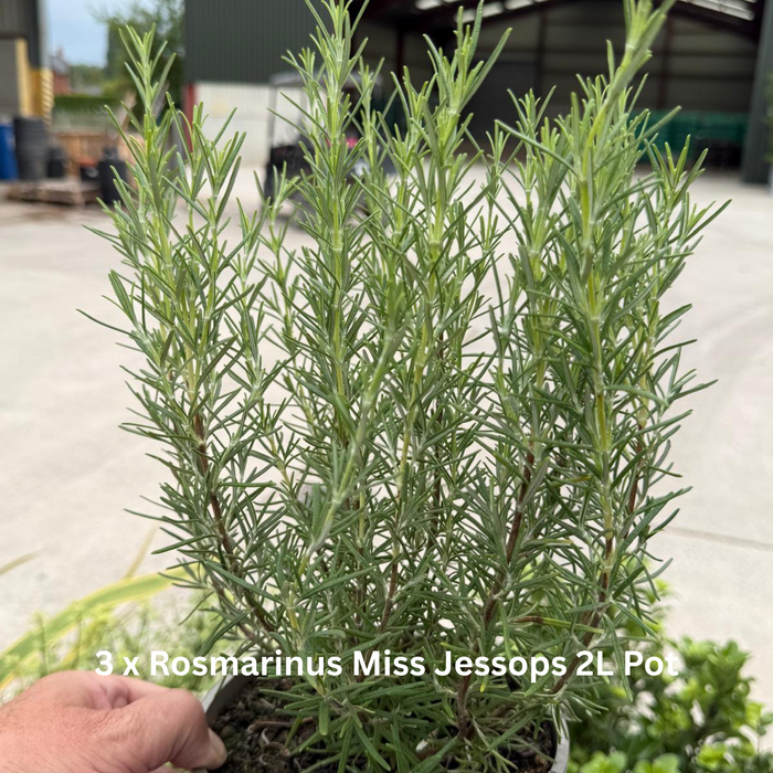 20 x Drought Tolerant Border Pack