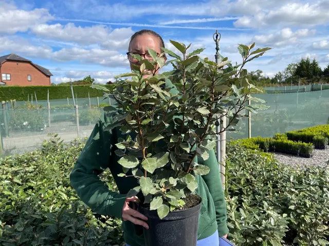 Elaeagnus x Ebbingei Compacta 5 Litre Pot