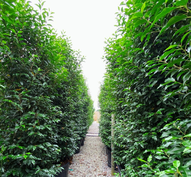 Portuguese Laurel Hedging 10 Litre Pot 100/125cm