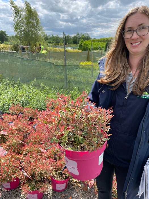 Photinia Little Fenna 6 Litre Pot Delivery March
