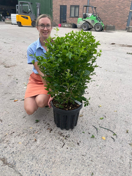 Choisya Ternata 20 Litre Pot Grown 60/80cm Tall