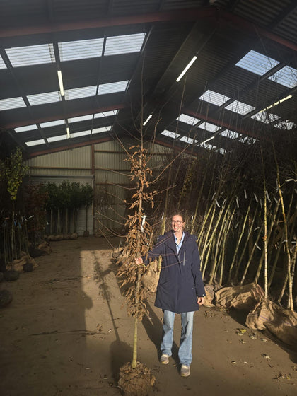 Carpinus Betulus 8/10cm Girth Rootballed