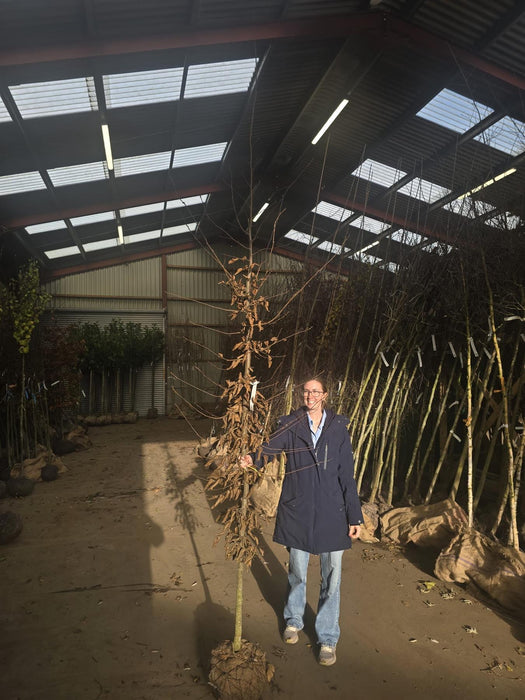 Carpinus Betulus 8/10cm Girth Rootballed