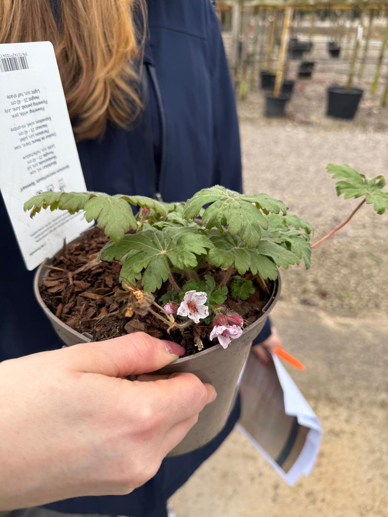Geranium Spessart 2 Litre Pot