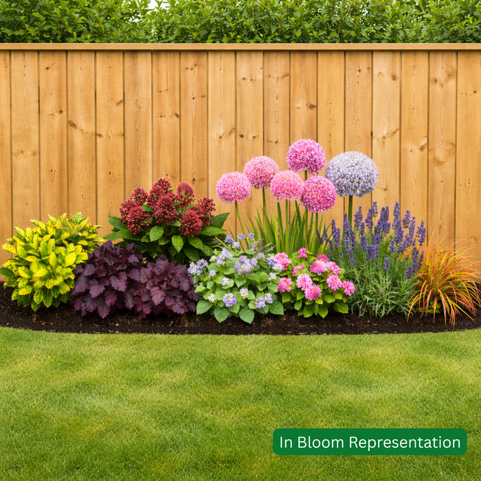 Seasonal All Year Interest Planter/Border Pack (9 Plants)