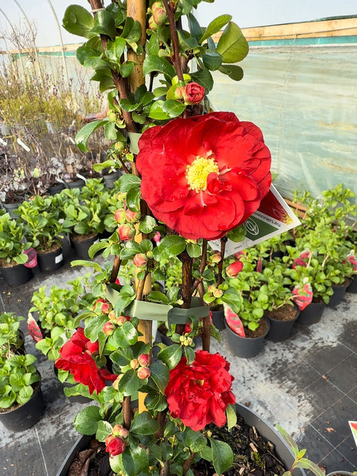 Chaenomeles speciosa Scarlet Storm 4 Litre Pot 40/60cm