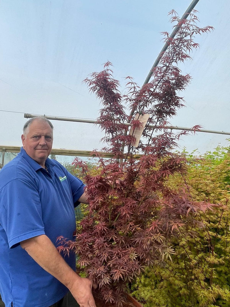 Acer Palmatum Jerre Schwartz 14 Litre Pot