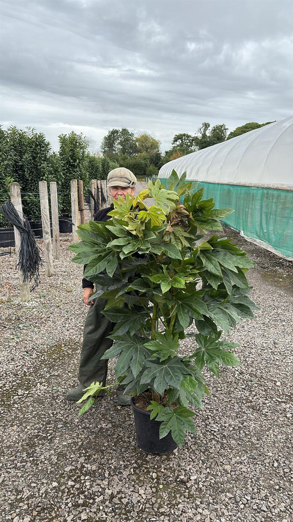 Fatsia Japonica 18 Litre Pot — Grasslands Nursery