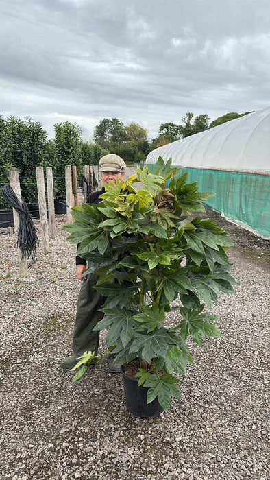 Fatsia Japonica 18 Litre Pot