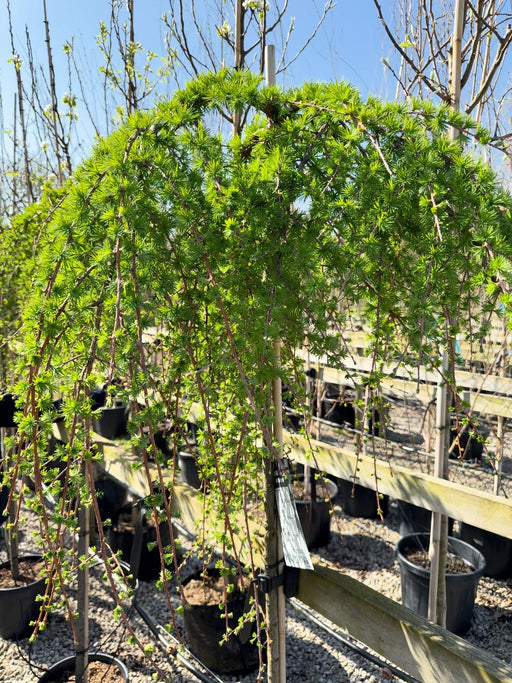 Larix ka. Stiff Weeper 20 Litre Full Standard 180cm Stem