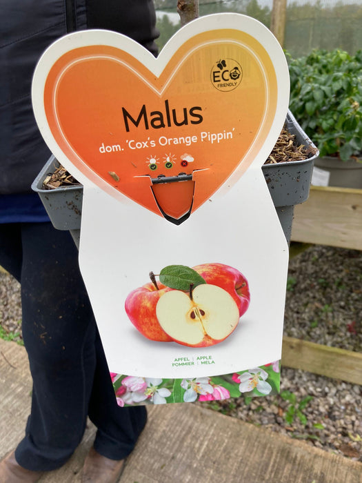 Apple Cox's Orange Pippin 5 Litre Pot Patio Fruit
