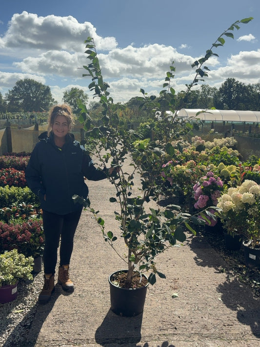 Hamamelis Rubin 20 Litre Pot 150/175cm Tall