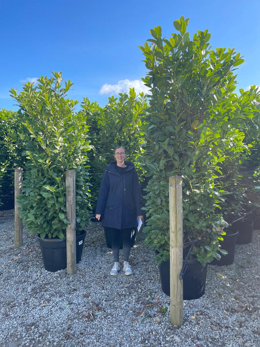 Laurel Hedging Specimen Trimmed 220/230cm 110 Litre Pot