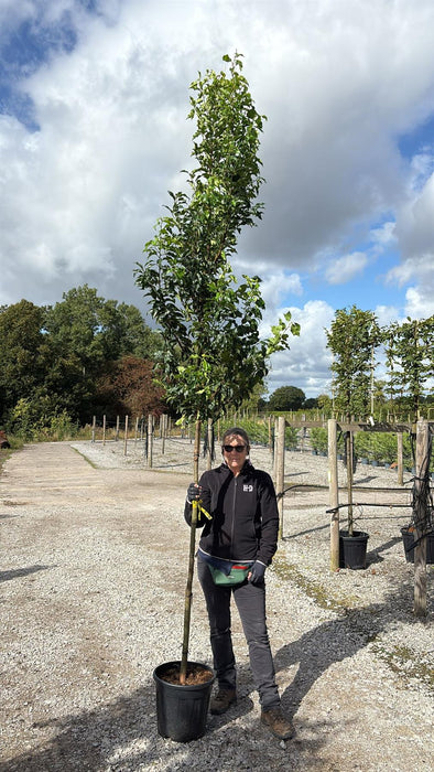 Prunus lusitanica Brenelia Standard 20 Litre Pot 8/10cm