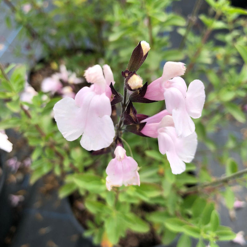 Salvia Jamensis Magical Donau 3 Litre Pot