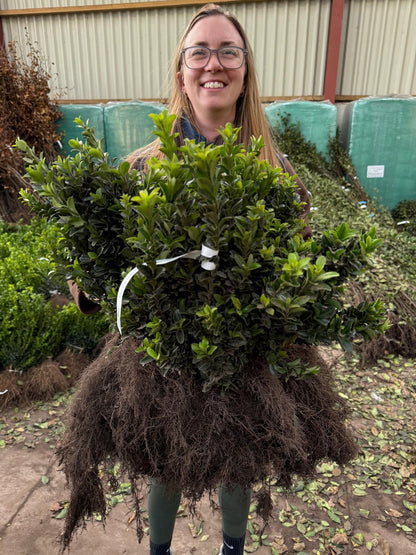 Big Deal Euonymus Jap. Green Spire 30/40cm Bare Root x 200 November Delivery