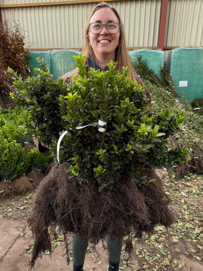 Big Deal Euonymus Jap. Green Spire 30/40cm Bare Root x 200 November Delivery