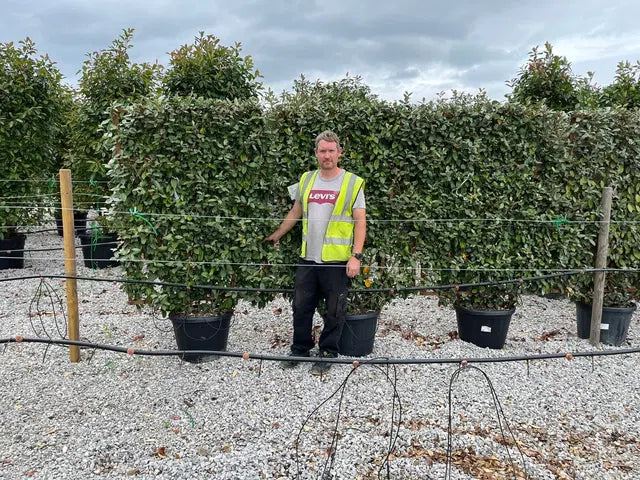 Elaeagnus Ebbingei Compacta Pleached Wall Frame 55 Litre Pot 160x110