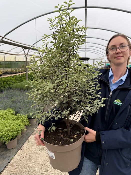 Pittosporum Tenuifolium Elizabeth 5 Litre Pot